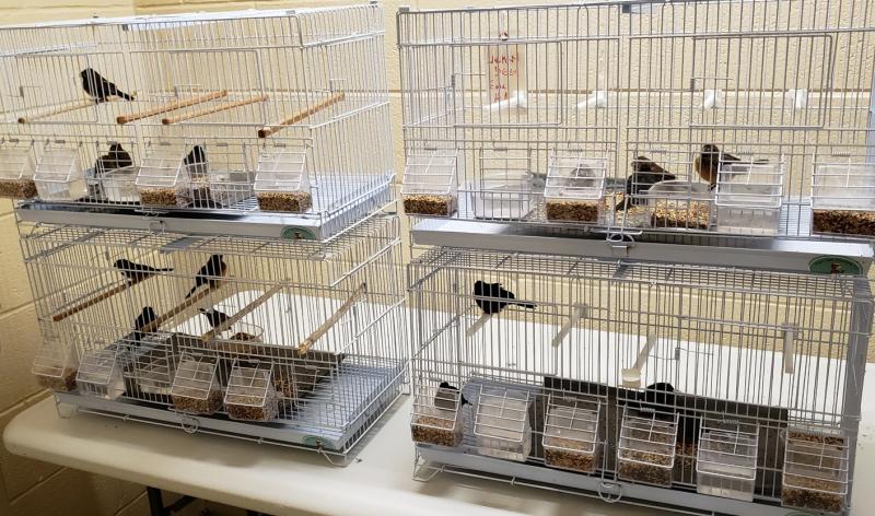 U.S. Customs and Border Protection seized 29 finches concealed inside hair rollers on Sunday that a traveler from Guyana attempted to smuggle into JFK International Airport in Jamaica, N.Y.