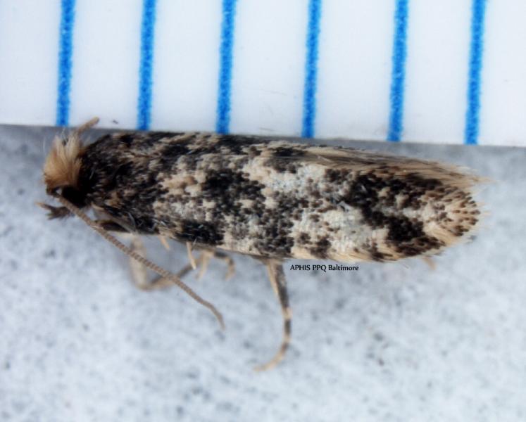 Nemapogon gersimovi, a type of moth