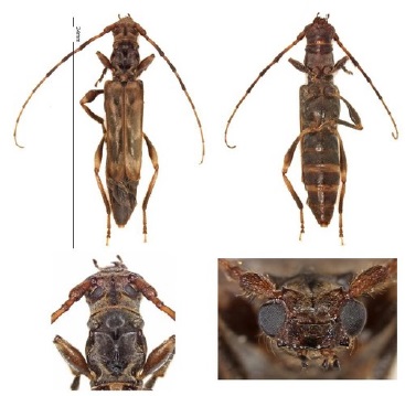 USDA entomologist photo of Ozodes multituberculatus Bates 1870 (Cerambycidae) that CBP agriculture specialists discovered in Wilmington, Del., June 4, 2019.