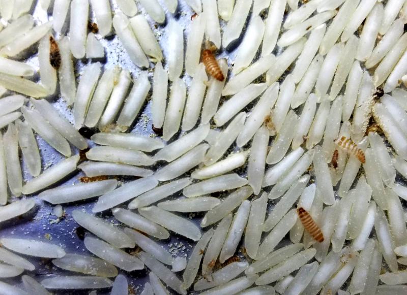 USDA restricts noncommercial imports of rice from Saudi Arabia due to Khapra Beetle concerns.