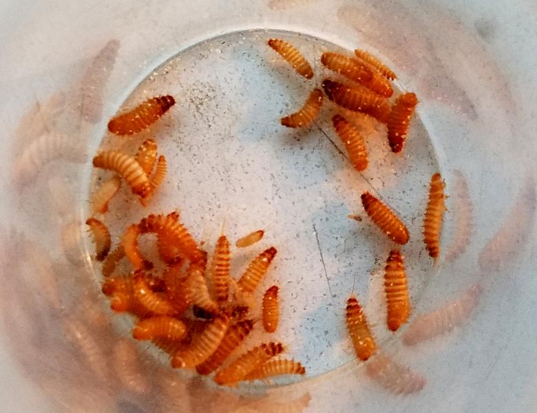 Philadelphia CBP agriculture specialists found about 60 live Khapra Beetle larvae in rice in a household goods shipment from Saudi Arabia on Sept. 12, 2016.