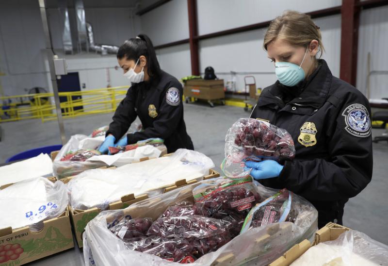 CBP agriculture specialists examine a shipment of imported grapes in Philadelphia during April 2020. 