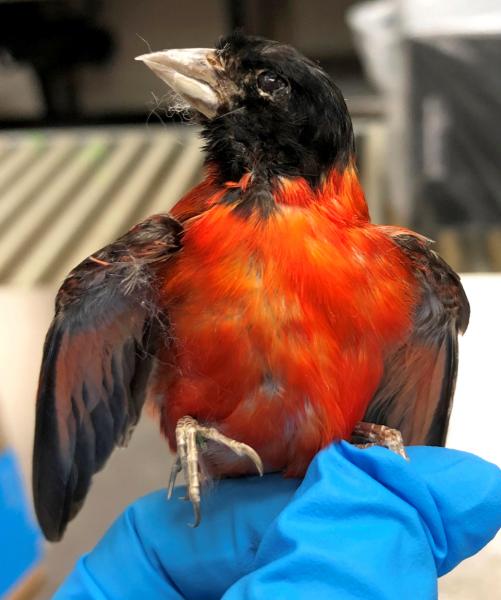 Philadelphia CBP agriculture specialists found a taxidermied endangerd Red Siskin Finch in an express air parcel August 28, 2019. 