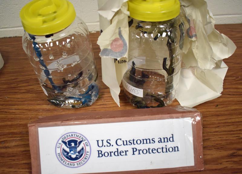 U.S. Customs and Border Protection officers and U.S. Fish and Wildlife Service inspectors seized about 300 Hirudo Medicinalis, or medical leeches in Philadelphia recently that arrived in a combined six shipments from Bulgaria. The unpermitted importation of medical leeches violated the U.S. Endangered Species Act.
