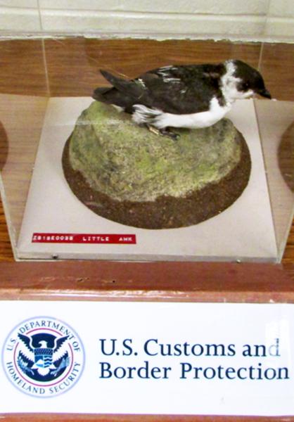 CBP officers recently seized a Little Auk Bird and other wildlife for violating various federal and international wildlife protection laws.