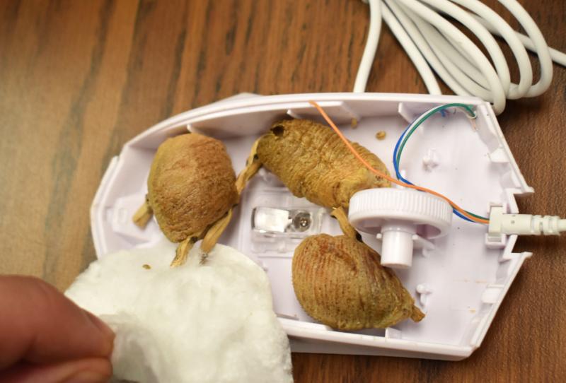 Customs and Border Protection discovered live mantis egg masses smuggled inside a computer gaming mouse in Philadelphia August 7, 2020. 