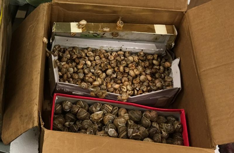 Philadelphia CBP recently seized seven pounds of live invasive snails in an express international shipment.