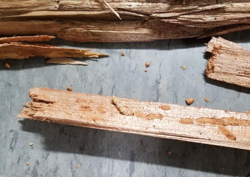 Customs and Border Protection agriculture specialists intercepted seven destructive flower longhorn beetle larvae in wood packaging material in a shipment of Costa Rica pumpkins at the Port of Wilmington, Del., October 4, 2019.