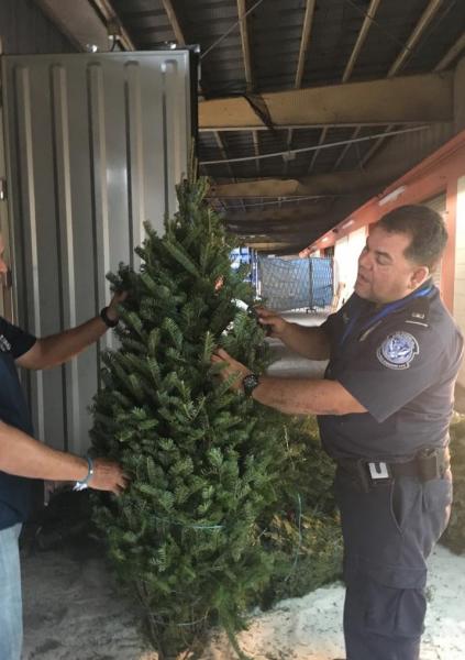 Un especialista en agricultura inspecciona un árbol de navidad de un contenedor en San Juan, Puerto Rico