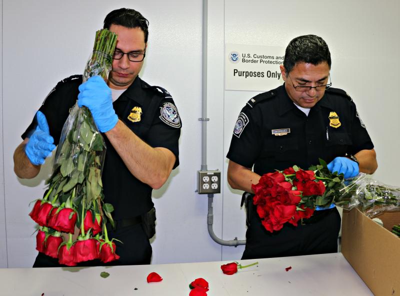 Los Angeles agriculture specialists inspecting flowers