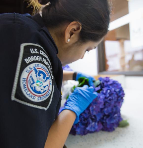 CBP agriculture specialists look for microscopic hitch hikers that hide in the foliage, leafs and petals.