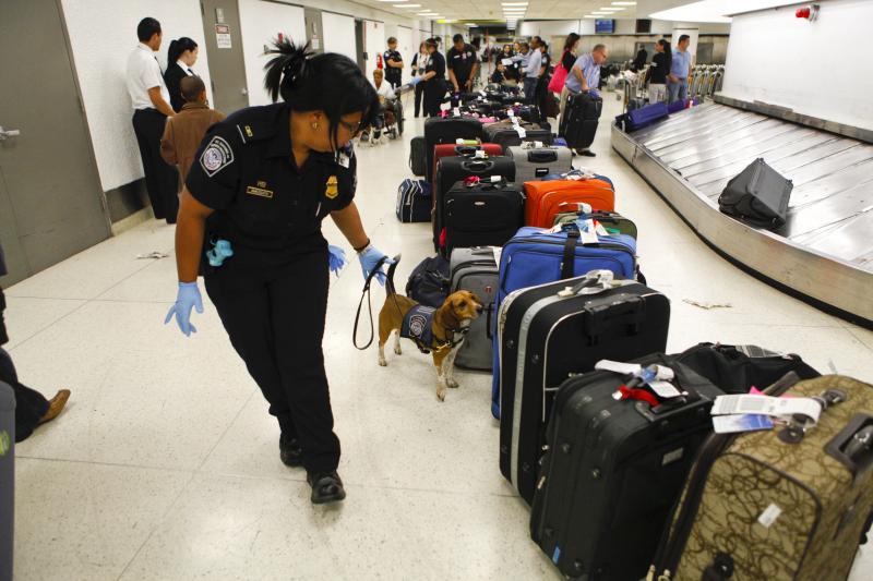 CBP agriculture canine searching luggage for narcotics, weapons and other illegal contraband