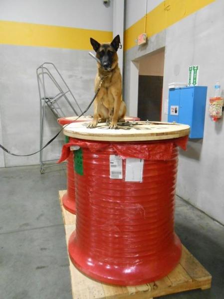 Freddy sits on top of this cable drum which contained more than 1,000 lbs. of marijuana.