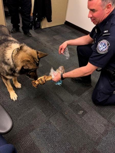 Aladin celebrates his retirement with a bone from his handler CBP Officer Satterley
