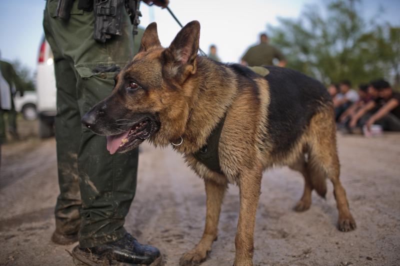 Border Patrol Canine