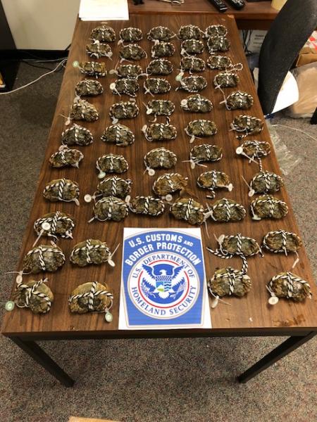 CBP seize 108 Chinese mitten crabs