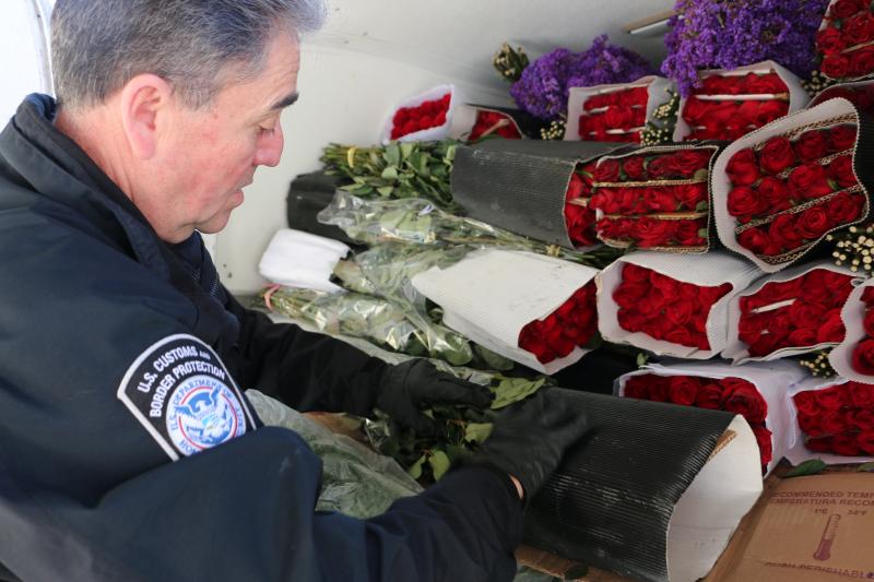 CBP Agriculture Specialists at the El Paso port of entry Bridge of the Americas cargo lot inspect a commercial shipment of flowers and plants for disease and pests February 10, 2020. 