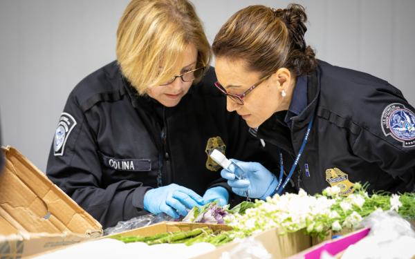 CBP agriculture specialists in Miami inspect cut flower imports.