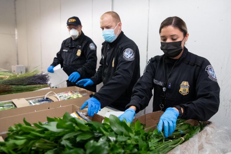 Photograph of three CBP agriculture specialists inspecting cut flowers in Miami, Florida.
