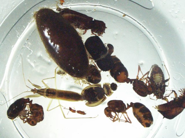 Bugs un petri dish