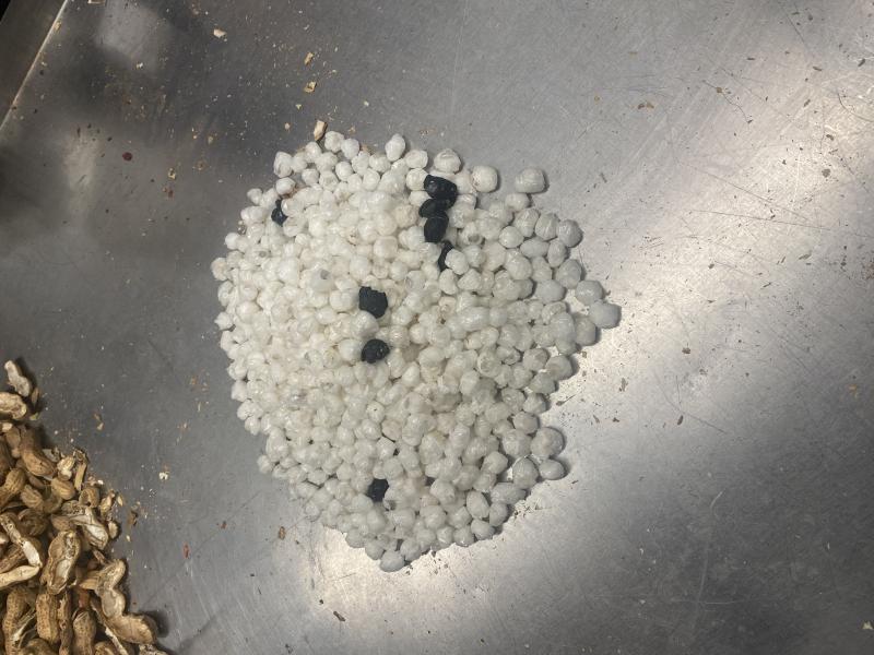 Contaminated peanuts filled with drugs on a metal table 