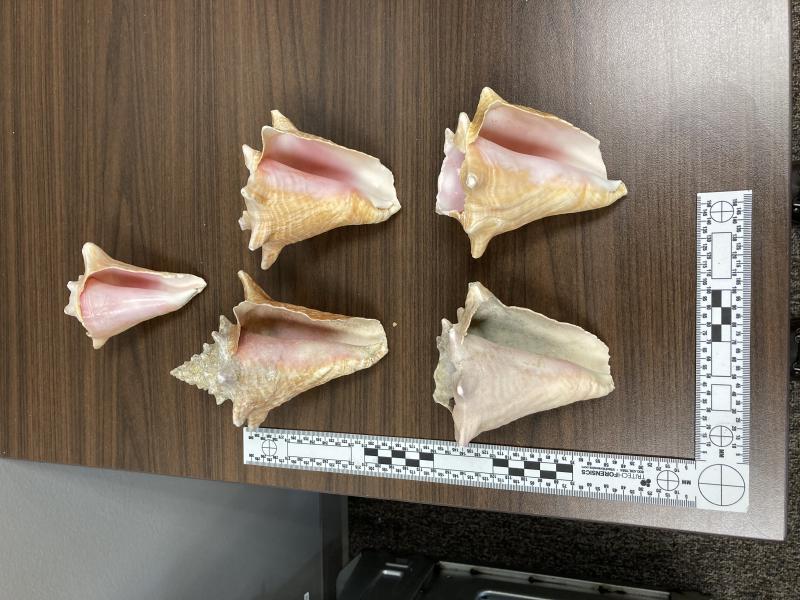 Several seized conch shells