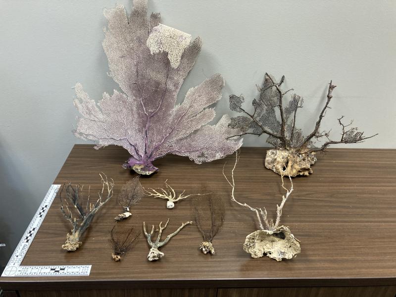 Various seized sea fans on table 