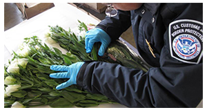 CBP agriculture inspecting imported flowers