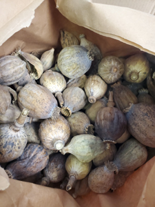U.S. Customs and Border Protection officers in Wilmington, Del., seized nearly 10 pounds of prohibited opium poppy pods on May 31, 2023, that arrived in international express delivery from the United Kingdom and was destined to an address in Dover, Del.