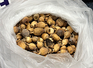 U.S. Customs and Border Protection officers seized nearly seven pounds of opium poppy pods on November 27, 2023, that were destined to an address in Middletown, Del. The opioid epidemic remains a very serious health concern. CBP officers will continue to seize opium poppy pods when officers encounter them.