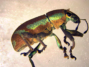 U.S. Customs and Border Protection agriculture specialists intercept a citrus root weevil that had never been observed before in Delaware on May 22, 2023. The USDA verified that this citrus root weevil interception is a first-in-port invasive insect discovery.